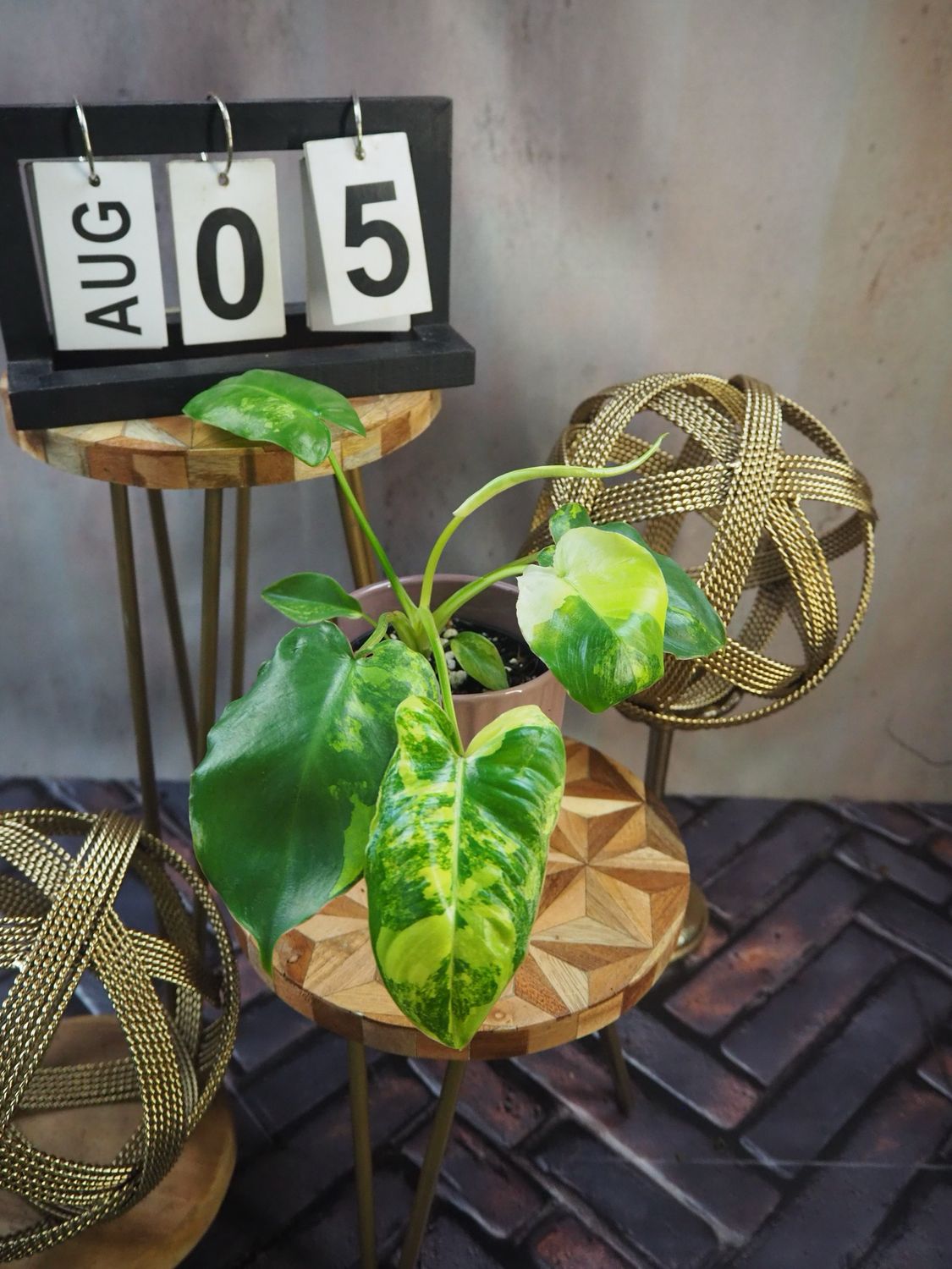 Philodendron Burle Marx Variegata #5 Philodendron Burle Marx Variegata #5