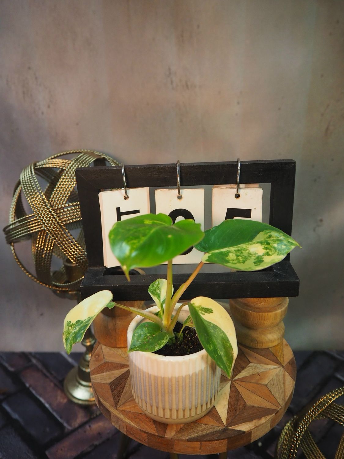 Philodendron Burle Marx Variegata #5 Philodendron Burle Marx Variegata #5