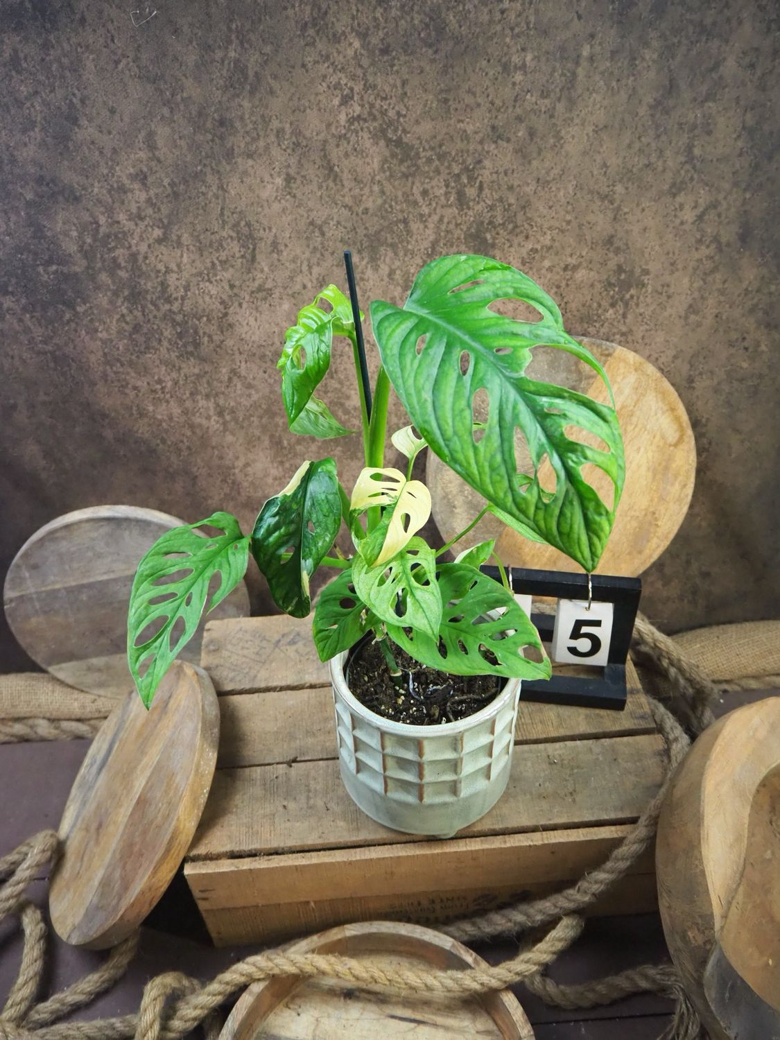 Monstera adansonii Albo Variegata #5 Monstera adansonii Albo Variegata #5