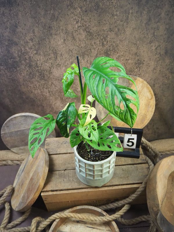 Monstera adansonii Albo Variegata #5