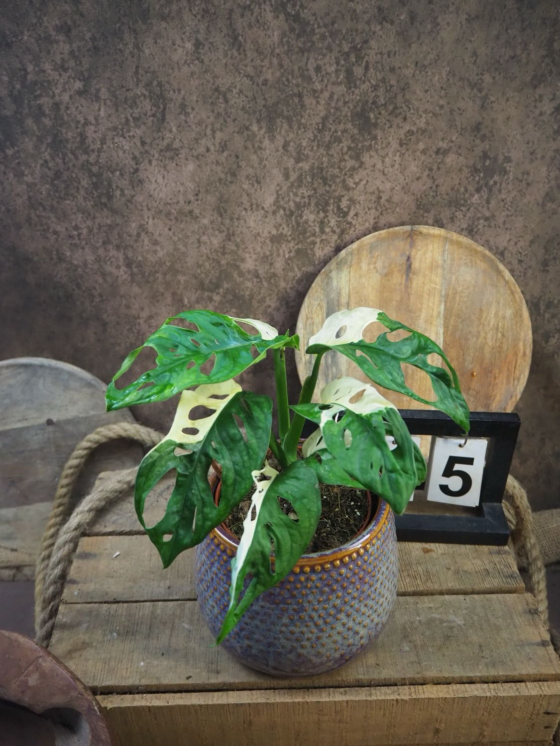 Monstera adansonii Albo Variegata #5