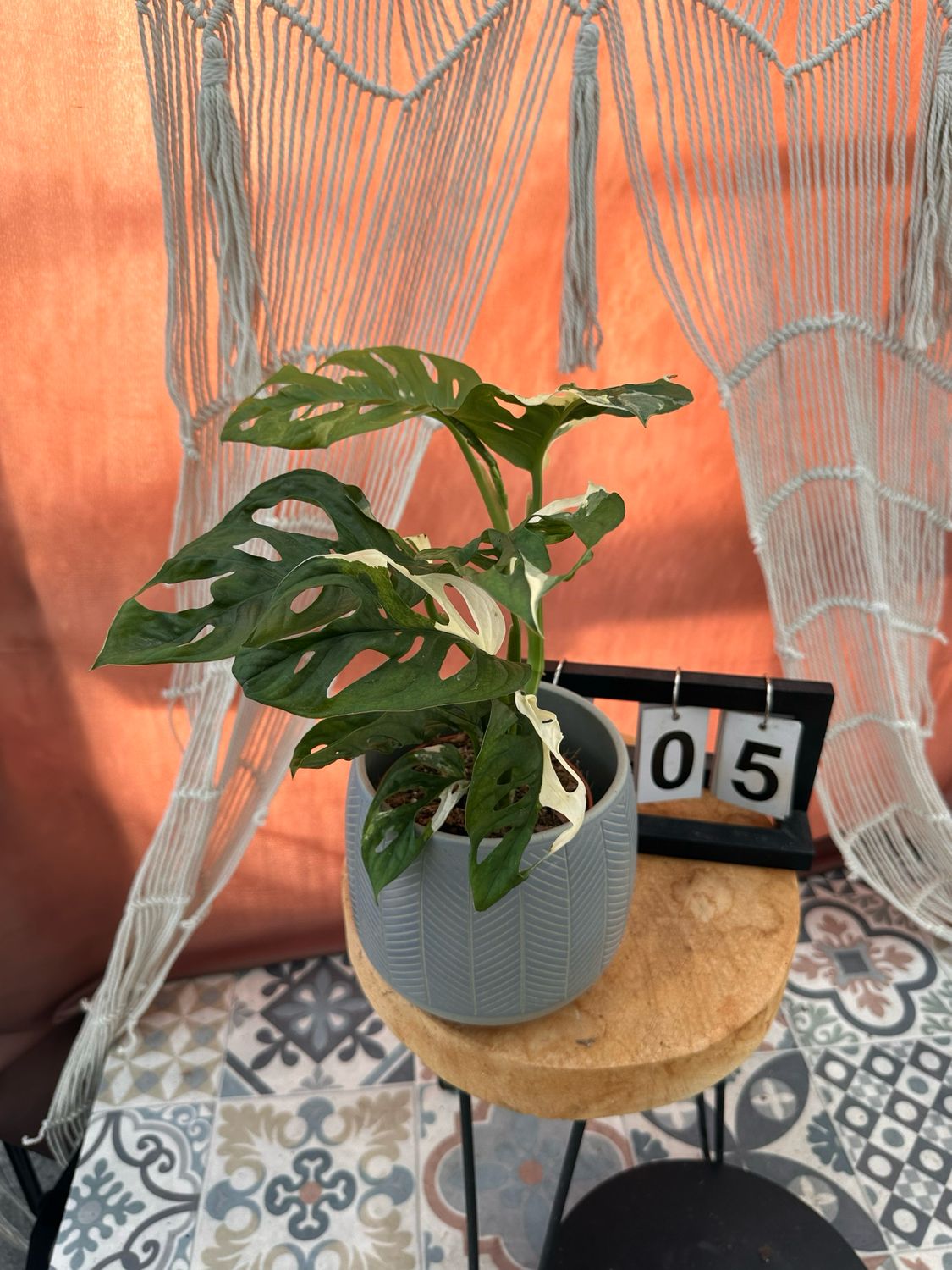 Monstera adansonii Albo Variegata #5