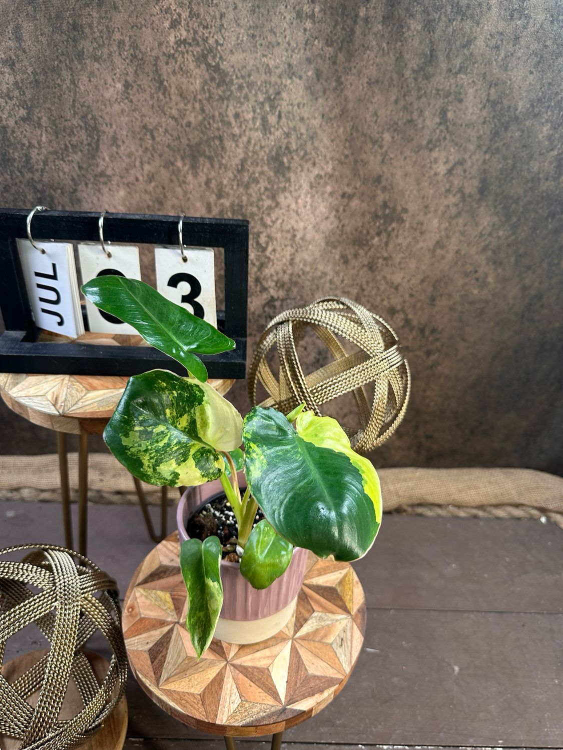 Philodendron Burle Marx Variegata #3 Philodendron Burle Marx Variegata #3