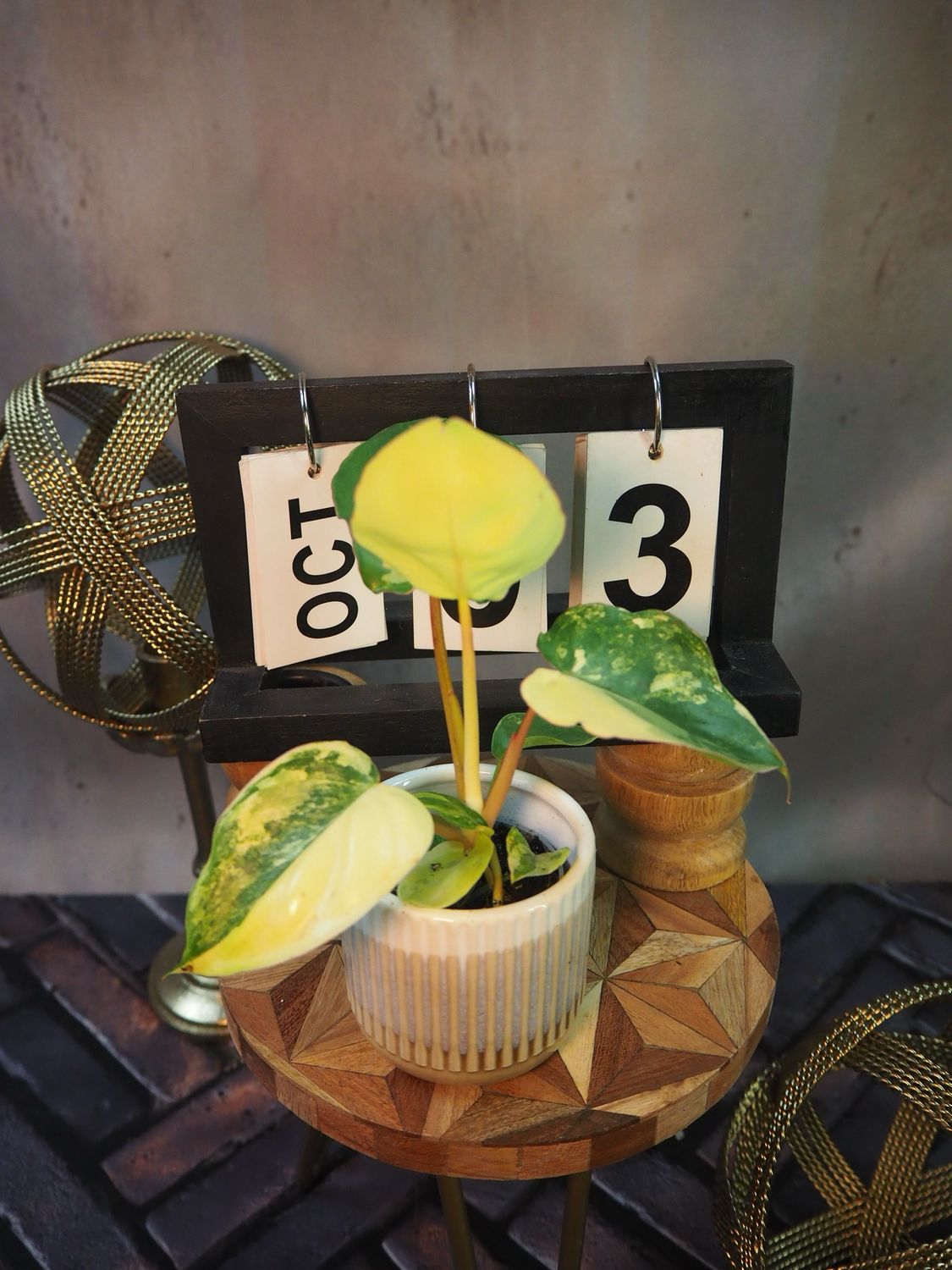 Philodendron Burle Marx Variegata #3