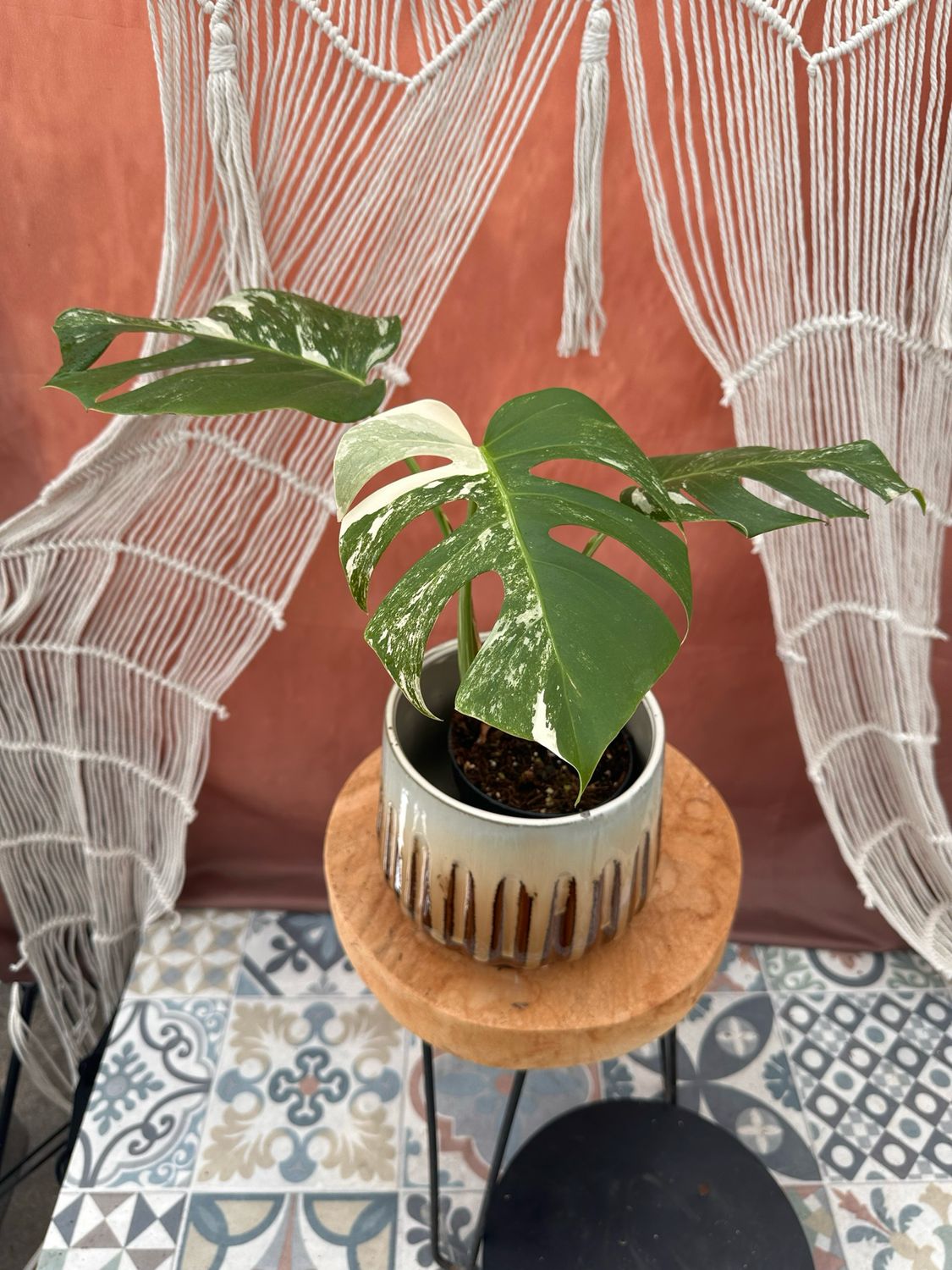 Monstera Albo Variegata #4