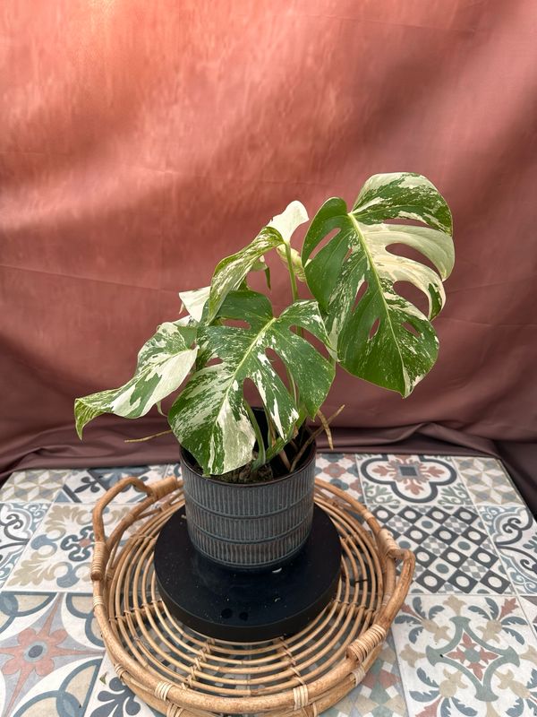 Monstera Albo Variegata #4 Monstera Albo Variegata #4