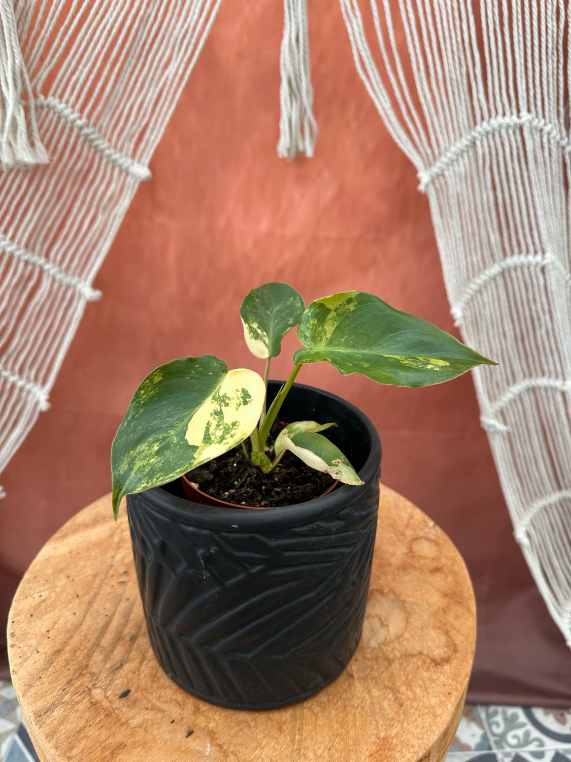 Philodendron Burle Marx Variegata #12