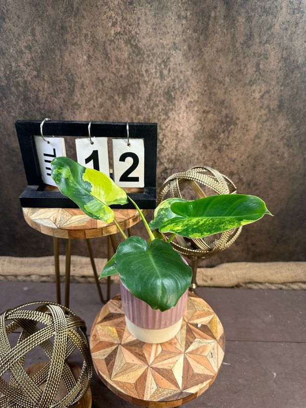 Philodendron Burle Marx Variegata #12 Philodendron Burle Marx Variegata #12