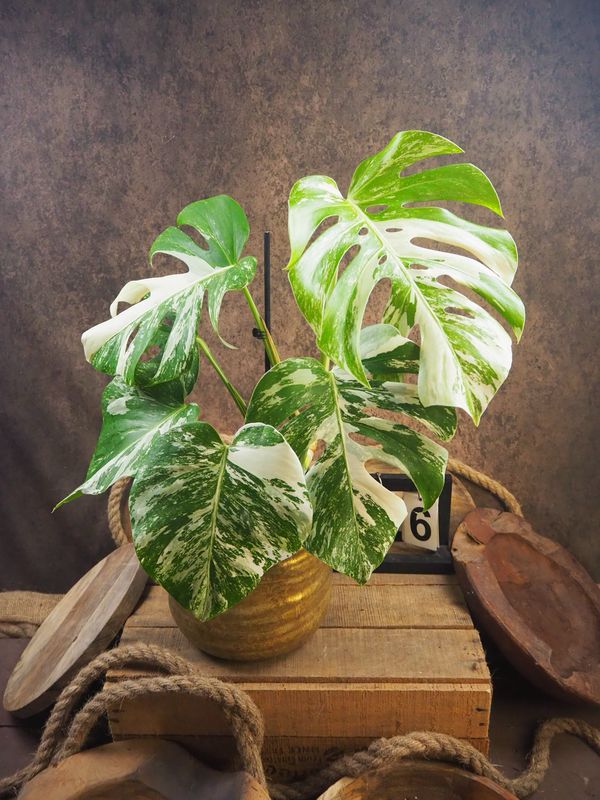Monstera Deliciosa Albo Variegata #6