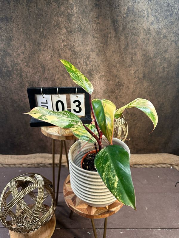 Philodendron Strawberry Shake #III Philodendron Strawberry Shake #III