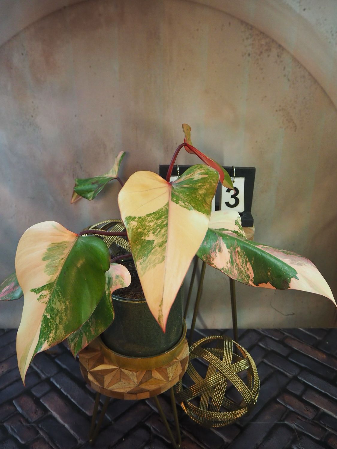 Philodendron Strawberry Shake #III