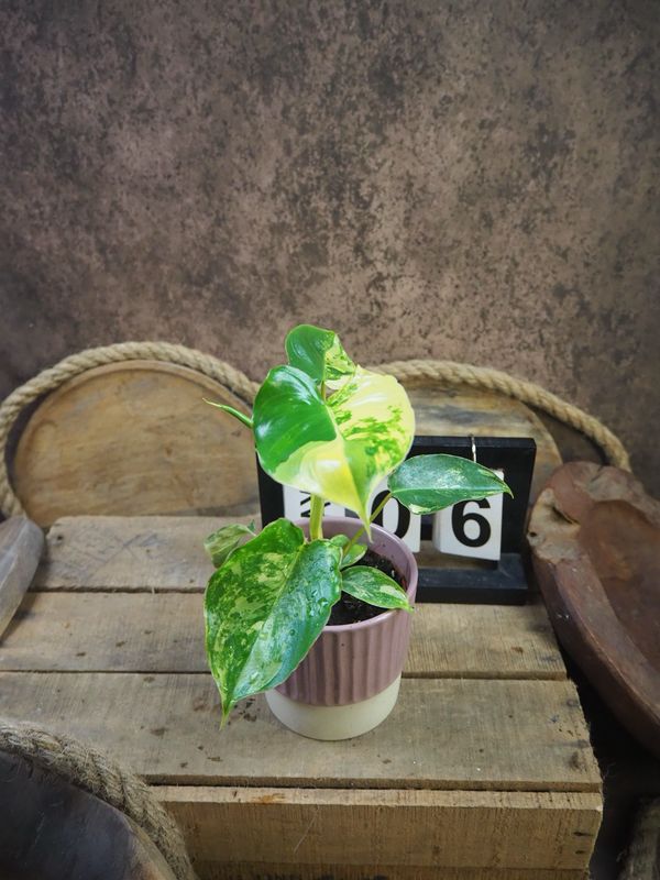Philodendron Burle Marx Variegata #6 Philodendron Burle Marx Variegata #6