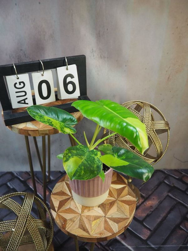 Philodendron Burle Marx Variegata #6
