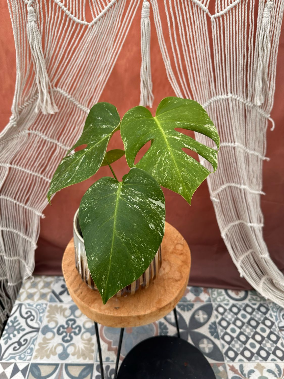 Monstera Albo Variegata #6