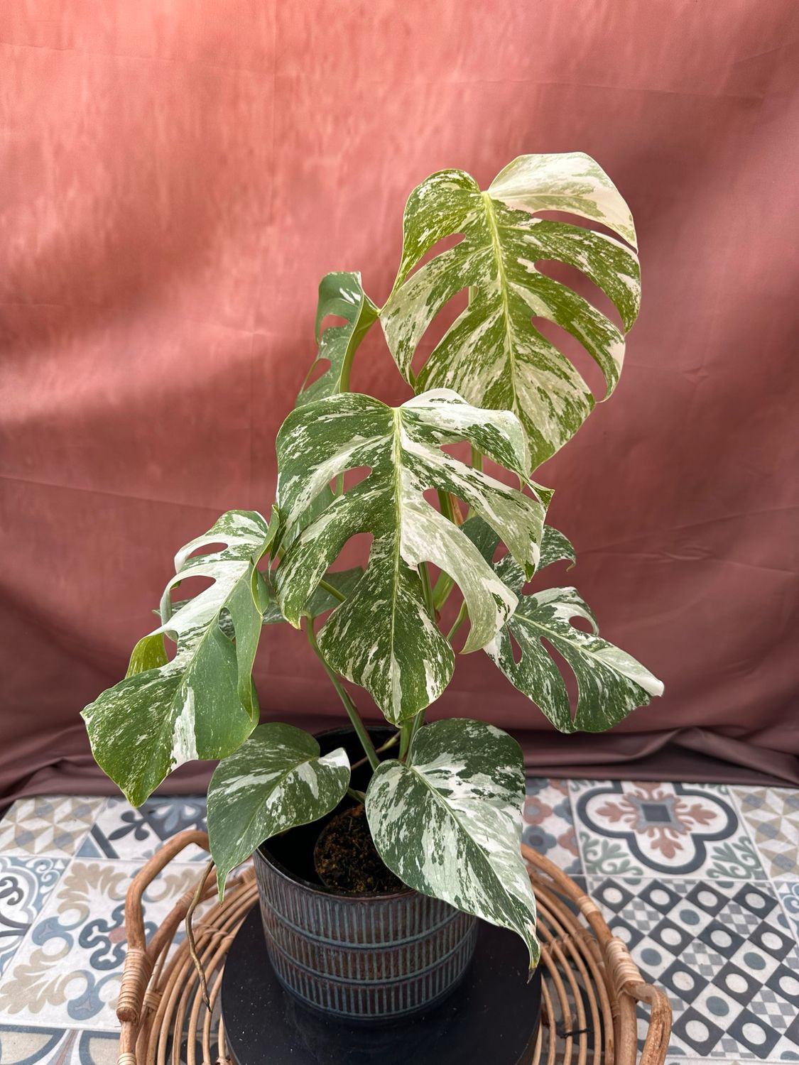 Monstera Albo Variegata #6