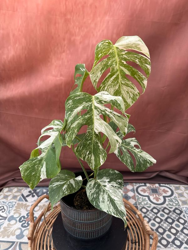 Monstera Albo Variegata #6 Monstera Albo Variegata #6