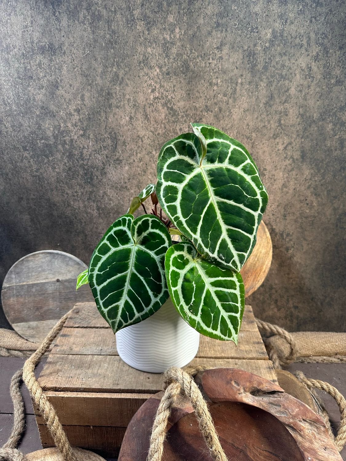 Anthurium Crystallinum XL