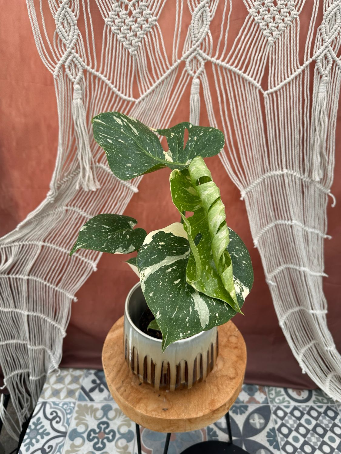 Monstera Thai Constellation #2