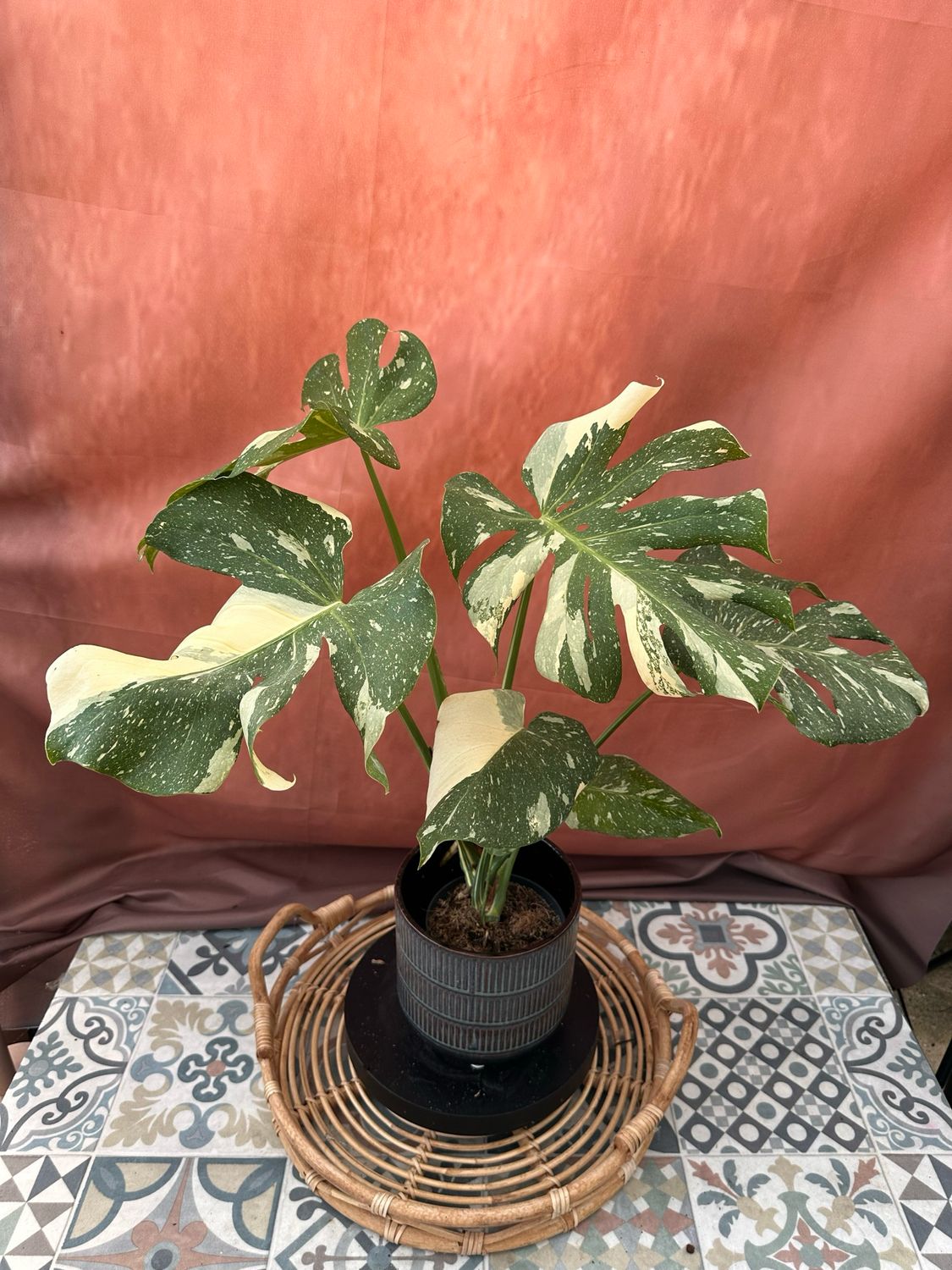 Monstera Thai Constellation #2 Monstera Thai Constellation #2