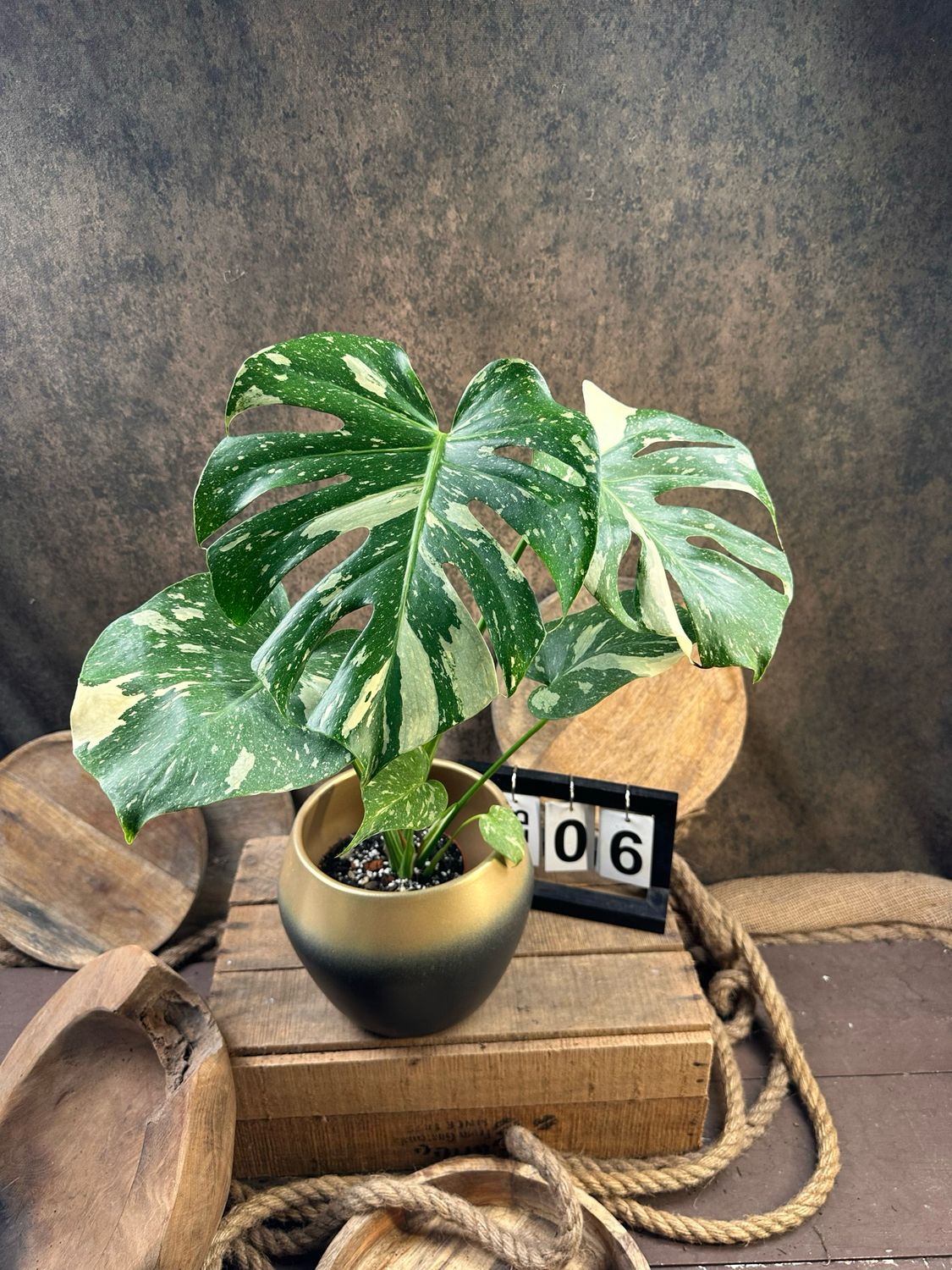 Monstera Thai Constellation #6