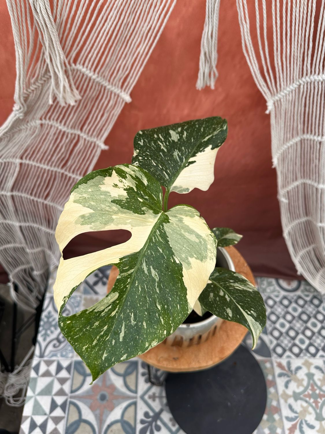 Monstera Thai Constellation #6
