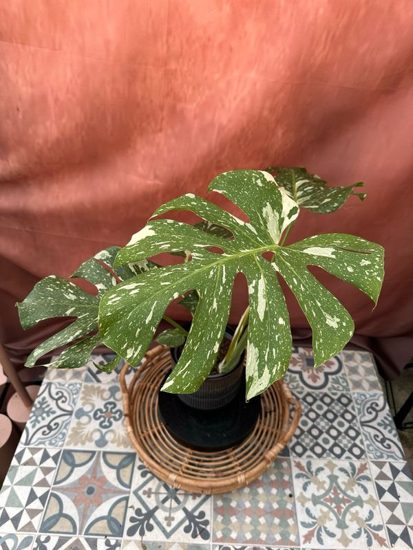 Monstera Thai Constellation #6 Monstera Thai Constellation #6