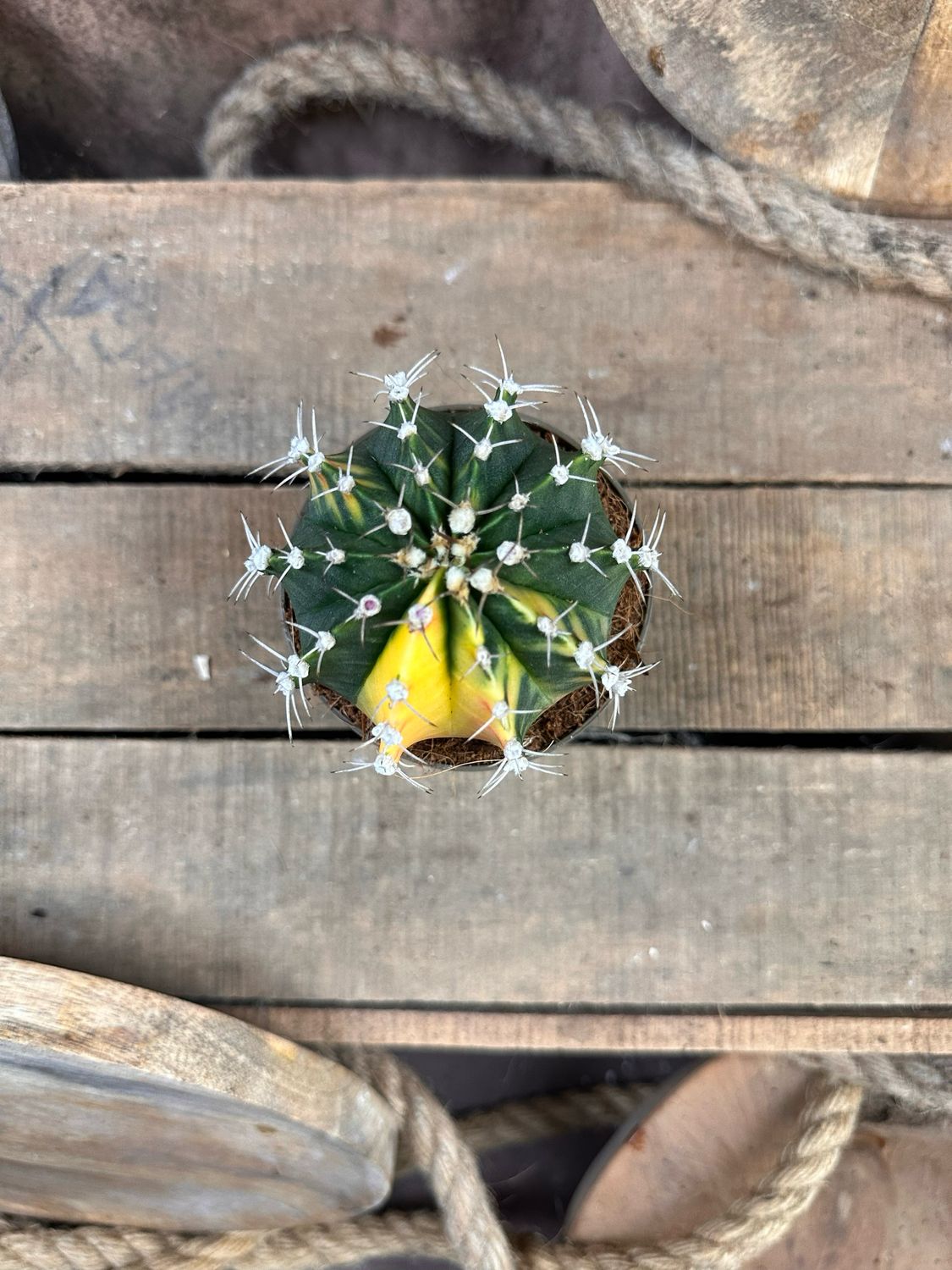 Mondkaktus - Gymnocalycium mihanovichii variegata #9