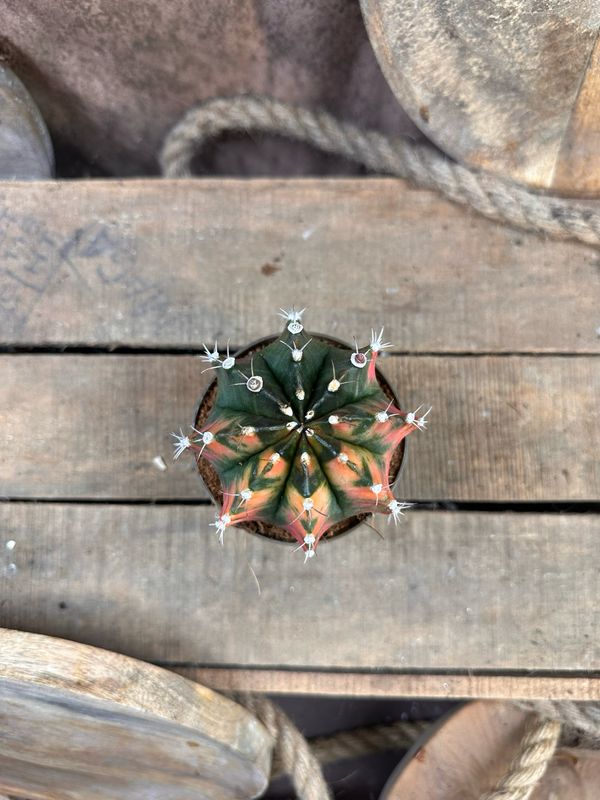 Mondkaktus - Gymnocalycium mihanovichii variegata #6