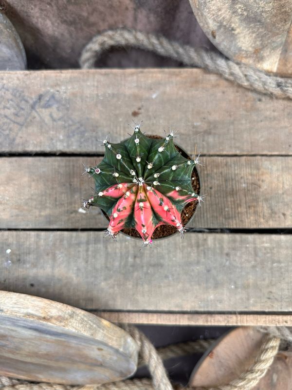 Mondkaktus - Gymnocalycium mihanovichii variegata #7
