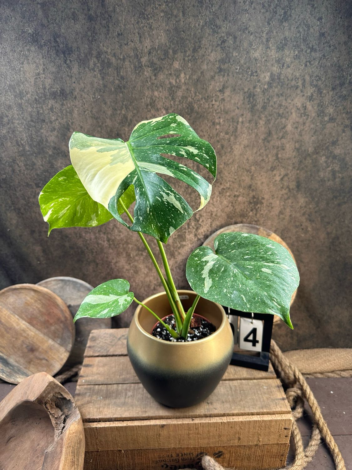 Monstera Thai Constellation #4