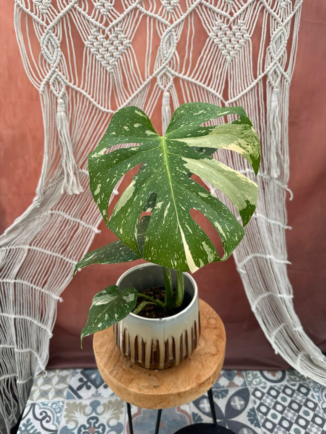 Monstera Thai Constellation #4
