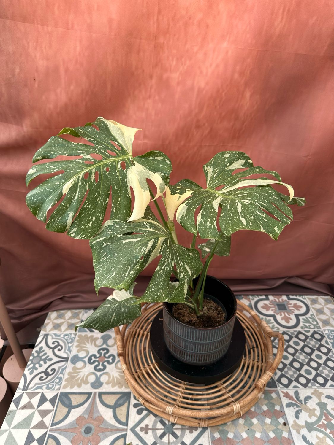 Monstera Thai Constellation #4