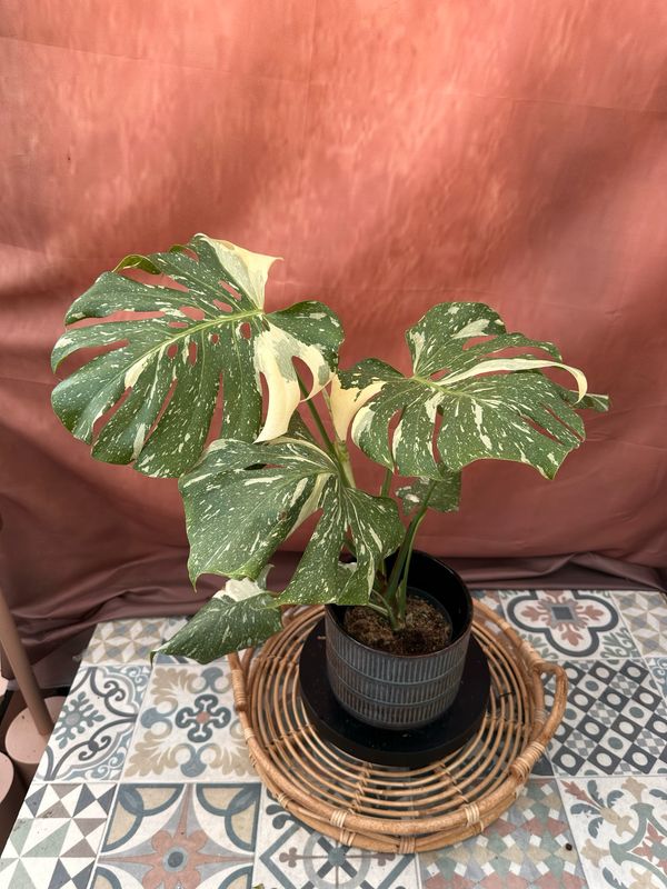 Monstera Thai Constellation #4 Monstera Thai Constellation #4
