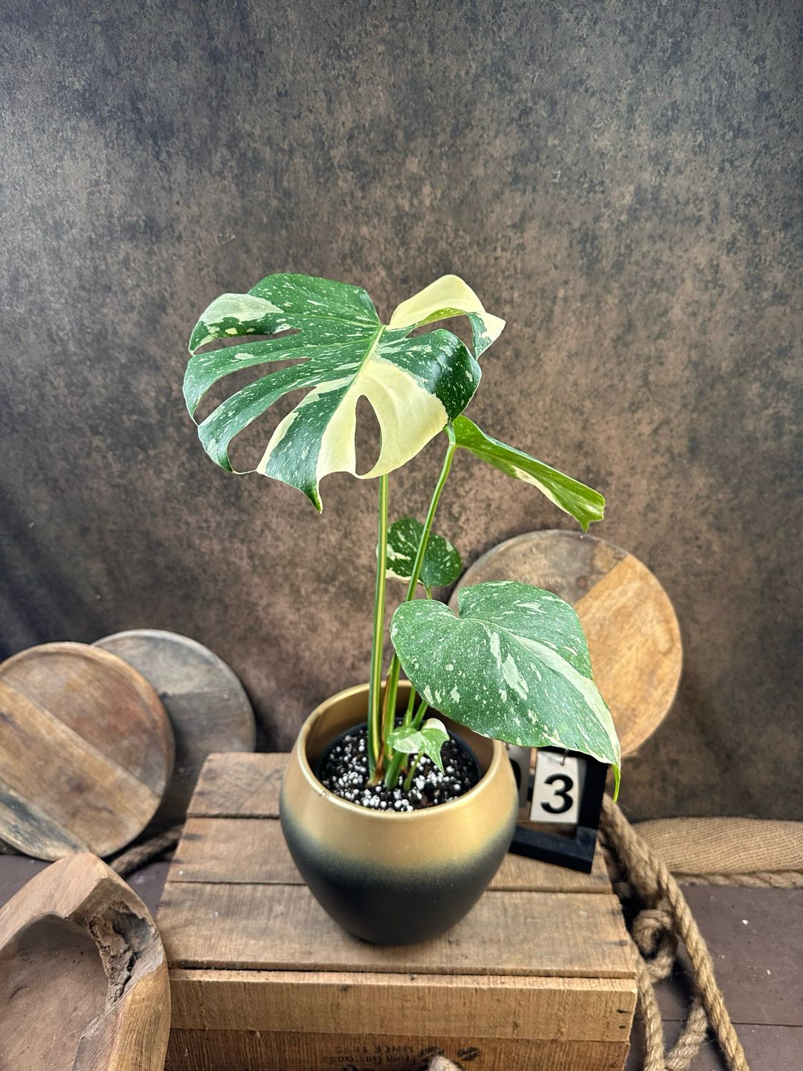 Monstera Thai Constellation #3