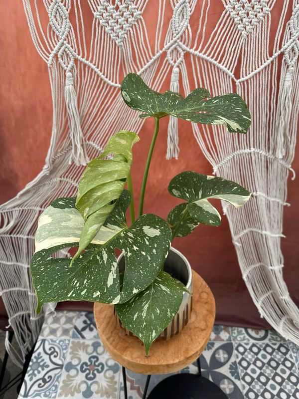 Monstera Thai Constellation #3