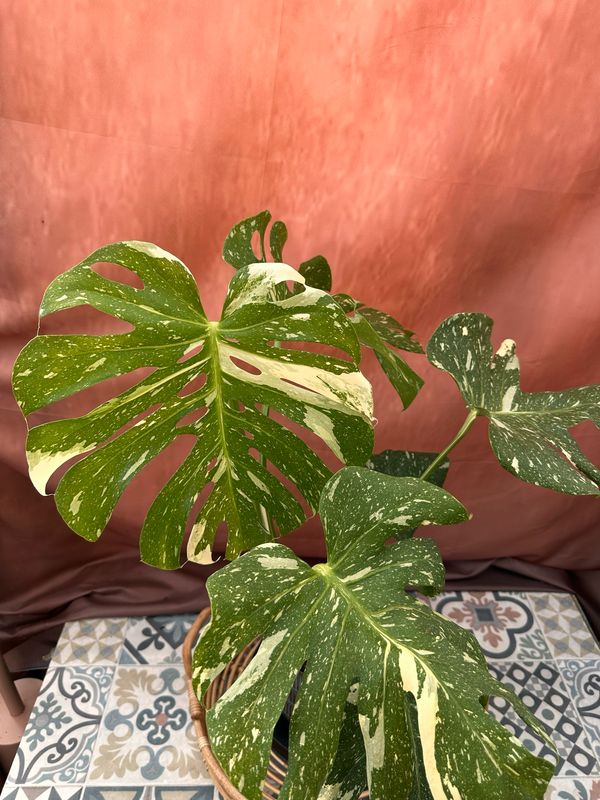 Monstera Thai Constellation #3 Monstera Thai Constellation #3