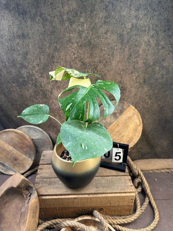 Monstera Thai Constellation #5
