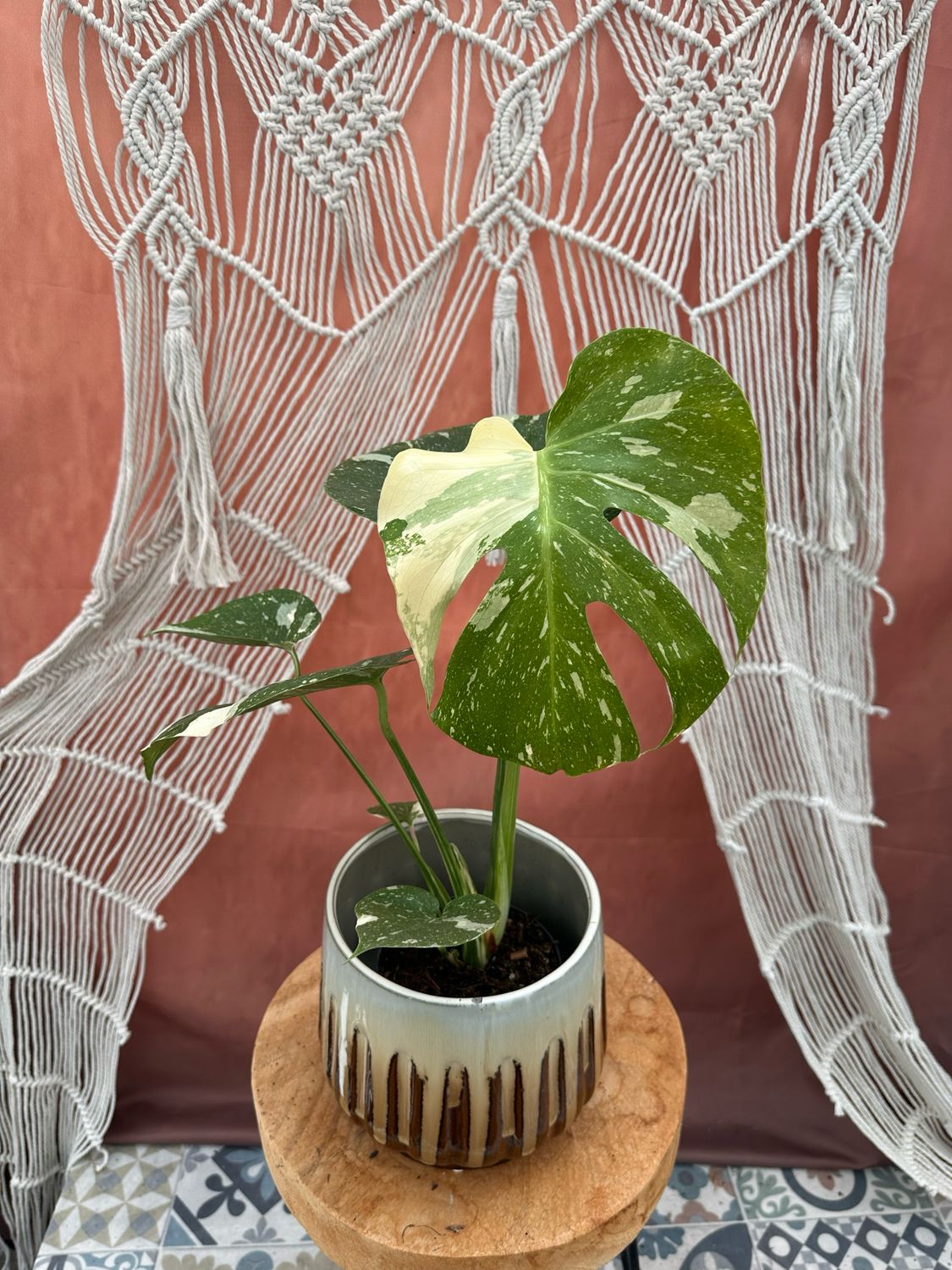 Monstera Thai Constellation #5