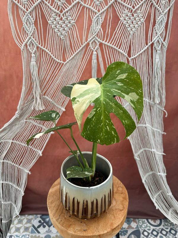 Monstera Thai Constellation #5