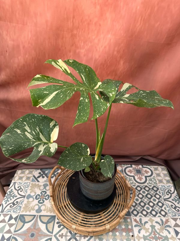 Monstera Thai Constellation #5 Monstera Thai Constellation #5