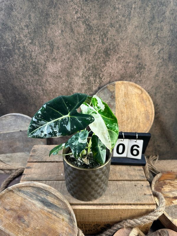 Alocasia Frydek Variegata #6