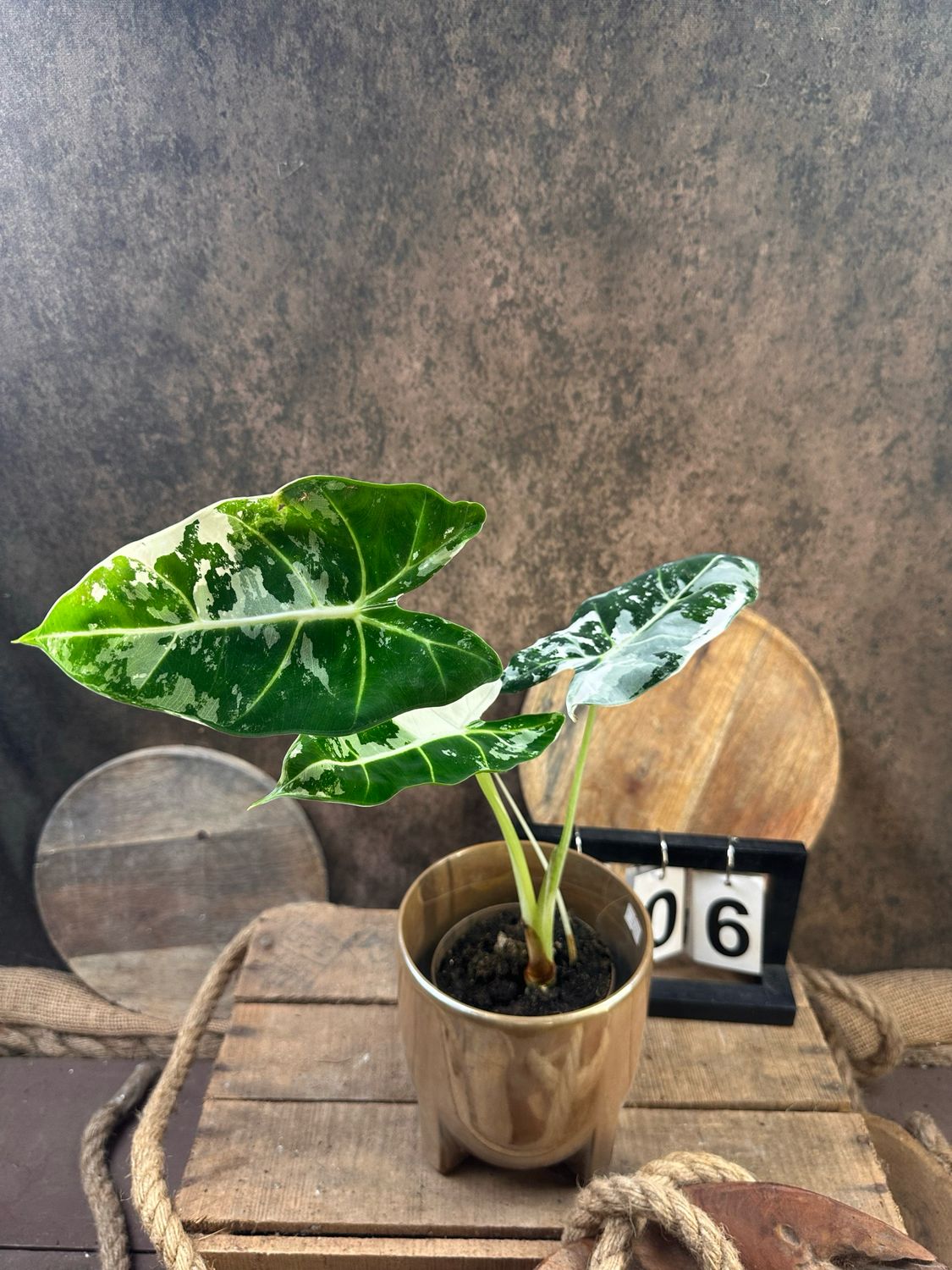 Alocasia Frydek Variegata #6 Alocasia Frydek Variegata #6