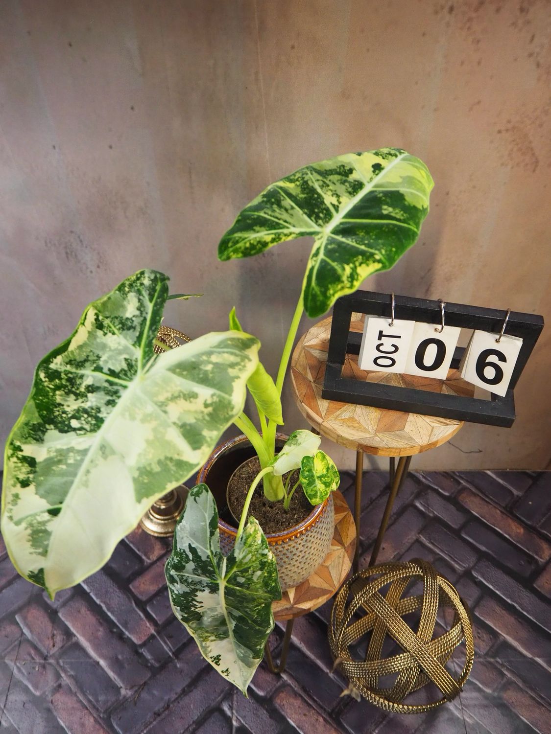 Alocasia Frydek Variegata #6