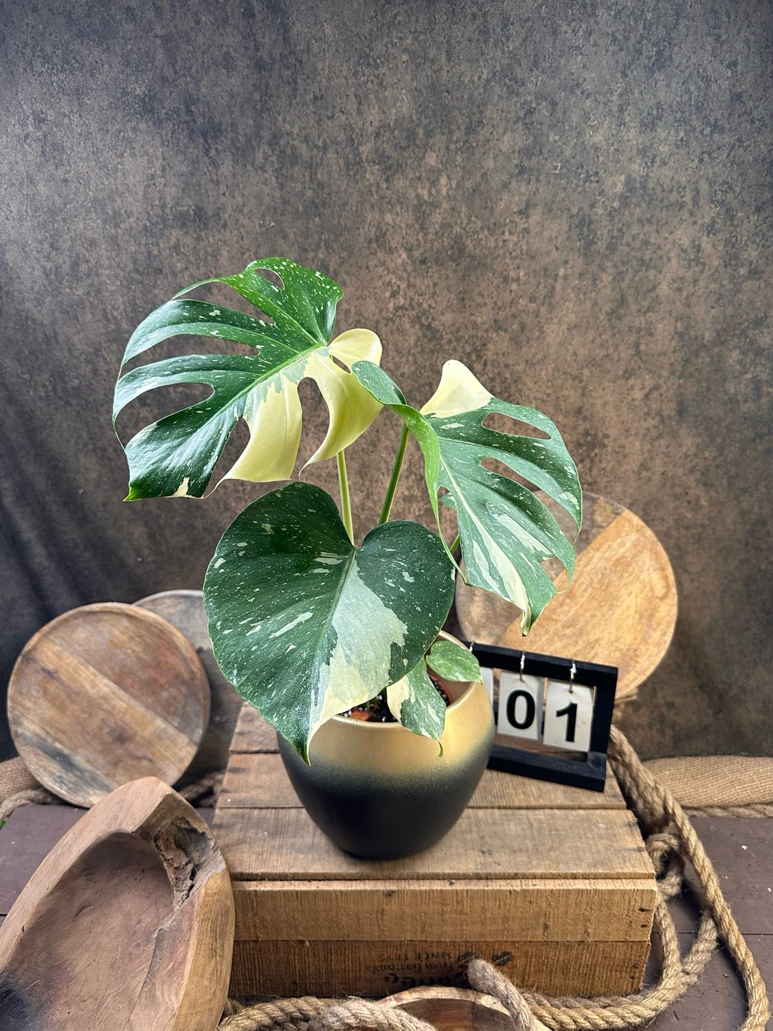 Monstera Thai Constellation #1