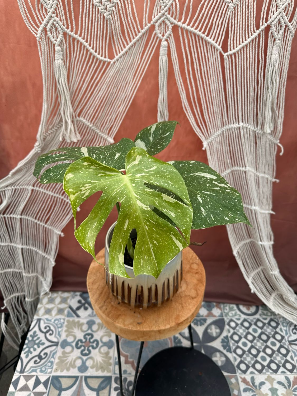 Monstera Thai Constellation #1
