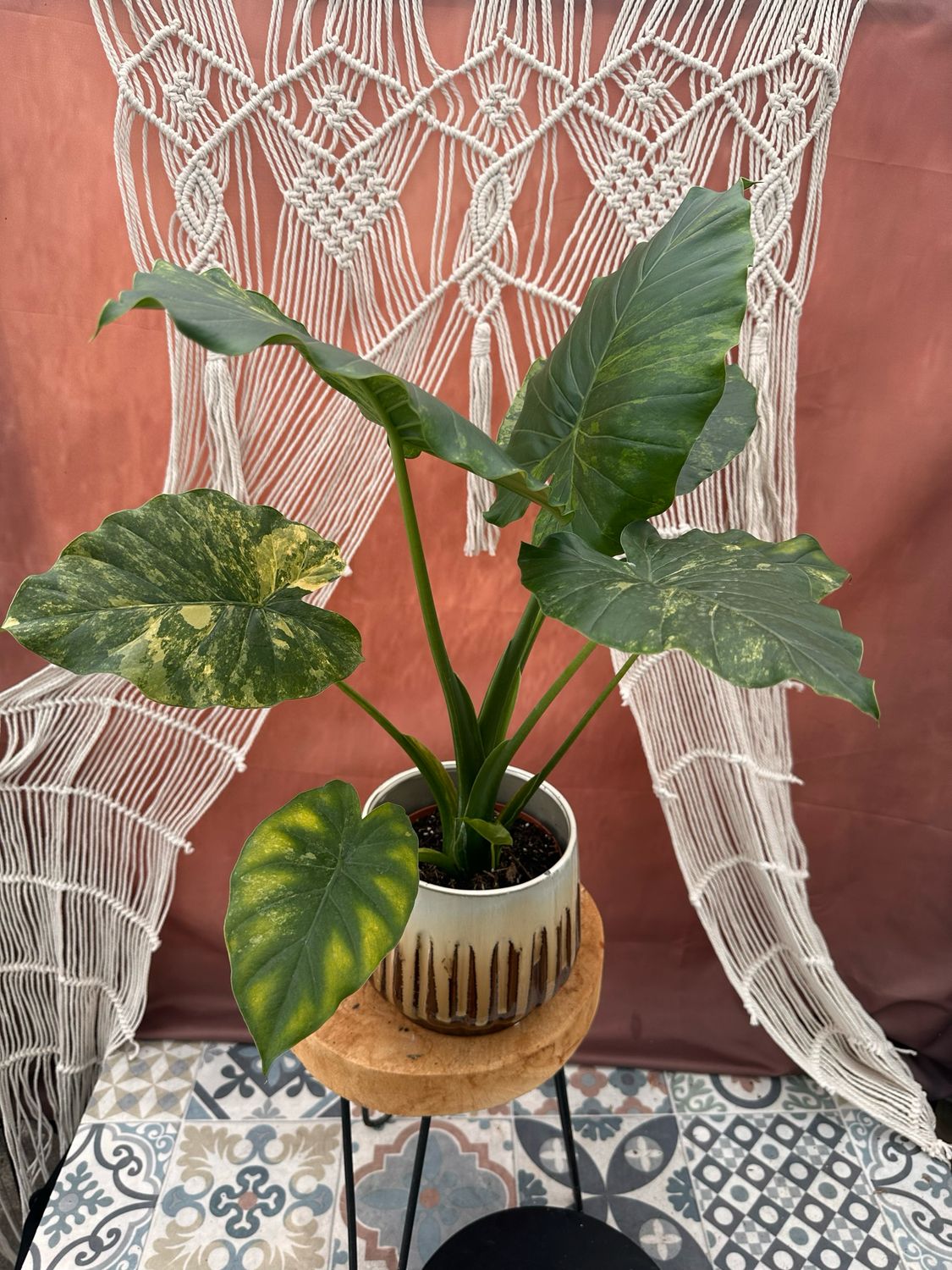 Alocasia gageana Aurea XL #2