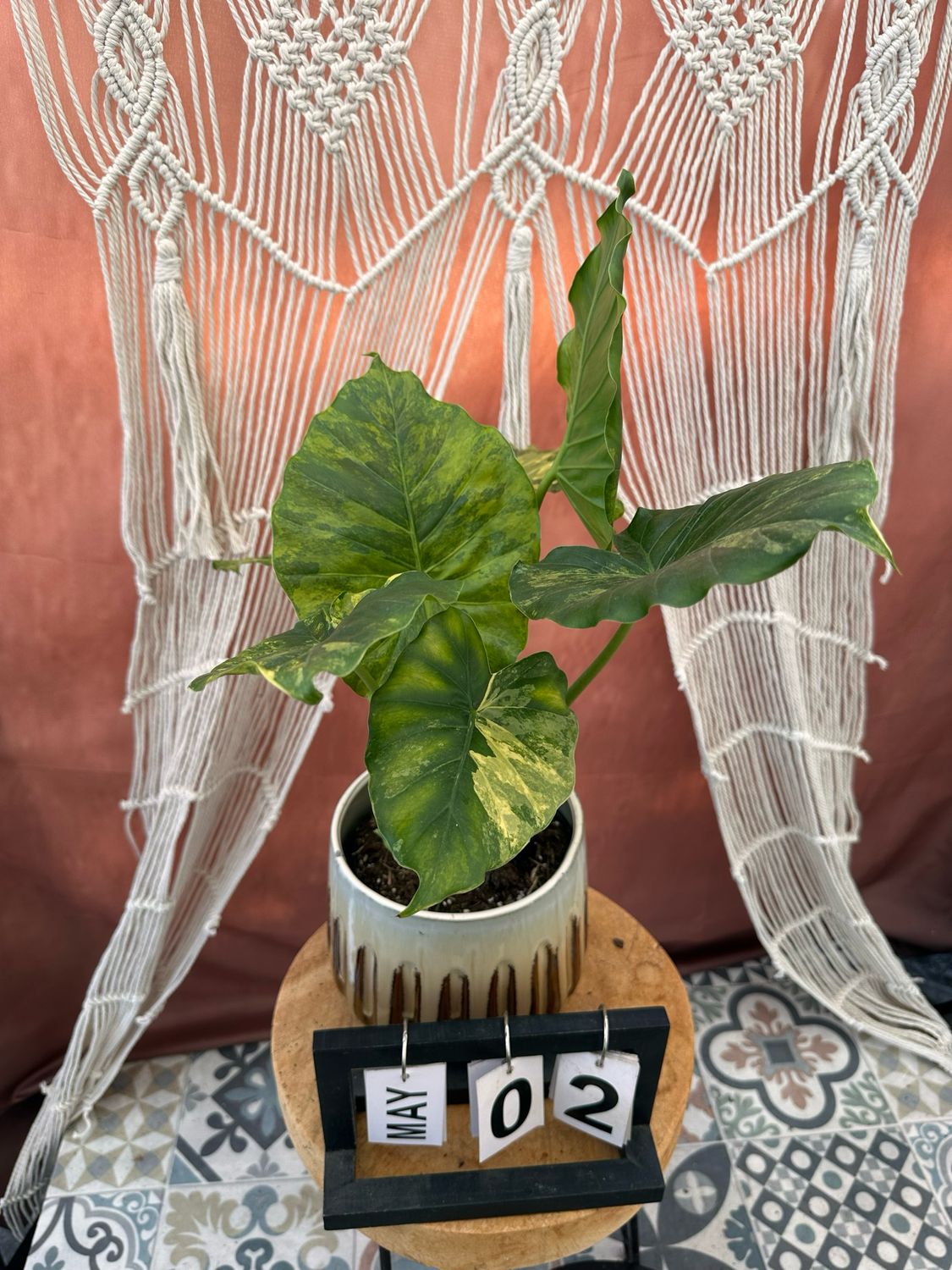 Alocasia gageana Aurea XL #2