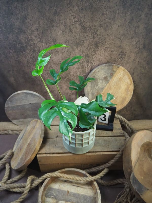 Monstera Minima Albo Variegata - Rhaphidophora tetrasperma #3