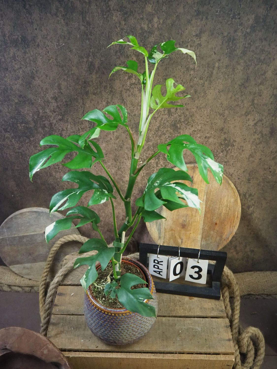 Monstera Minima Albo Variegata - Rhaphidophora tetrasperma #3