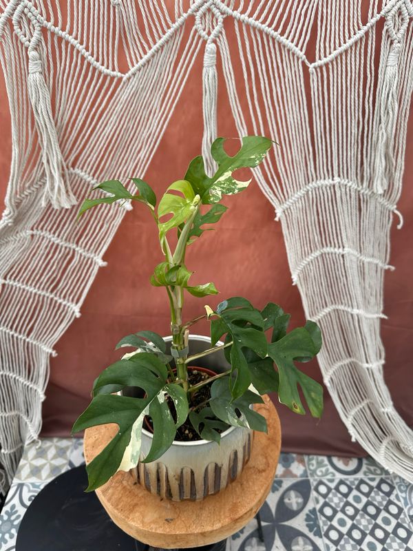 Monstera Minima Albo Variegata - Rhaphidophora tetrasperma #3